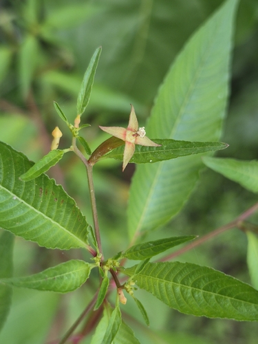 Ludwigia erecta observed 2026-10-10