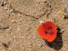 Calochortus kennedyi kennedyi