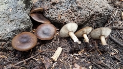 Melanoleuca angelesiana