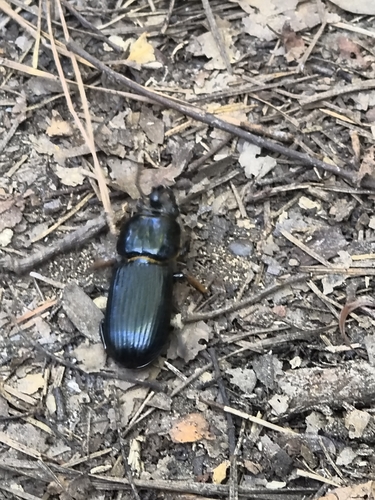 Horned Passalus Beetle