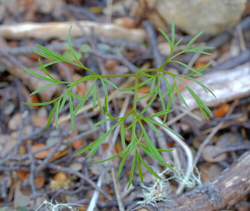 Anisotome filifolia observed 2026-10-06