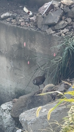 Brown Crake