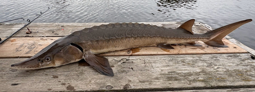 Lake Sturgeon