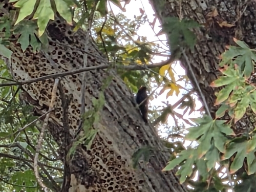 Acorn Woodpecker observed by acreburgnaturesearch