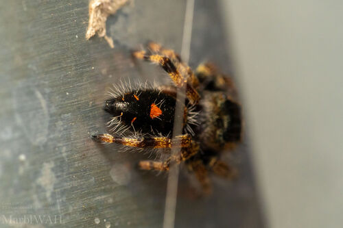 Bold Jumping Spider