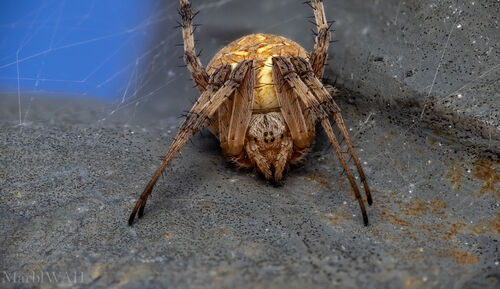 Western Spotted Orbweaver