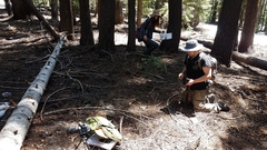 Melanoleuca angelesiana