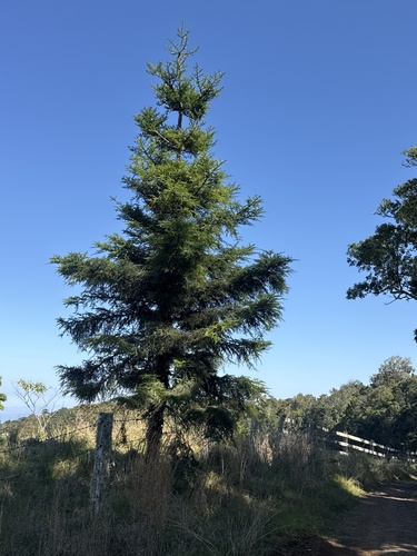 Araucaria cunninghamii observed 2026-10-11
