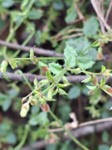 Gonocarpus teucrioides observed 2026-10-11