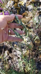 Penstemon azureus azureus