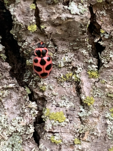 Spotted Pink Lady Beetle
