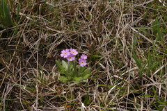 Primula laurentiana