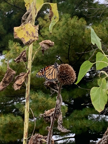 Monarch
