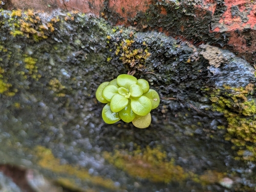 Sedum formosanum observed 2026-10-10