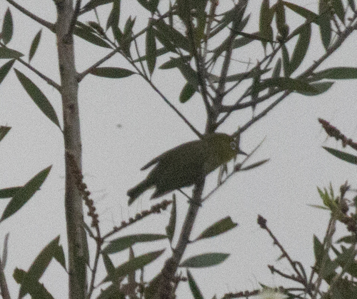 Zosterops japonicus observed 2026-10-04