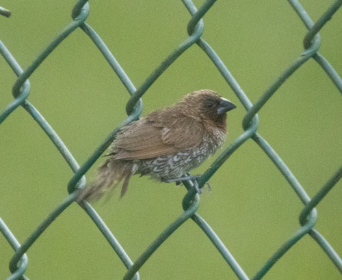 Lonchura punctulata observed 2026-10-04