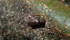Tropidaspis