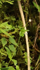 Epilobium amurense