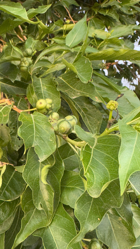Morinda coreia observed 2026-10-10