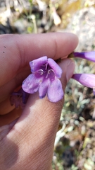 Penstemon azureus azureus