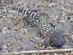 Beaded Lizard photo 4