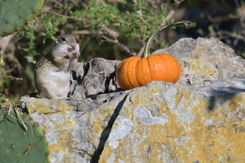 Rio Grande Ground Squirrel observed by rolandia