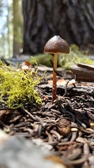 Mycena nivicola