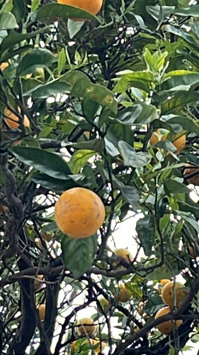 Citrus tachibana observed 2026-10-11