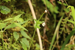 Epilobium amurense