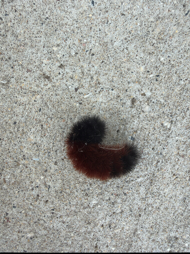 Isabella Tiger Moth