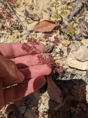 Chorizanthe staticoides