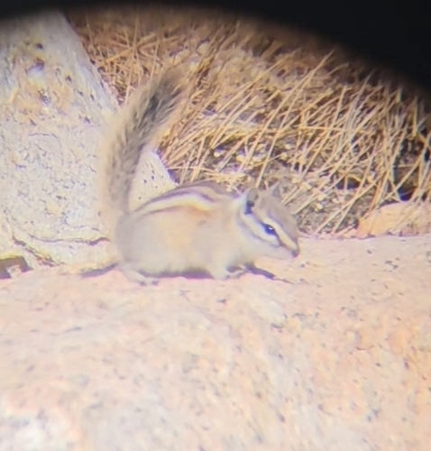 Alpine Chipmunk observed by toadfish
