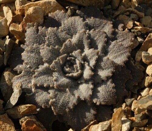 Notothlaspi observed 2026-10-06