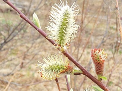 Salix fuscescens