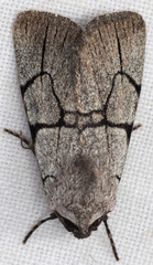 Sympistis ragani