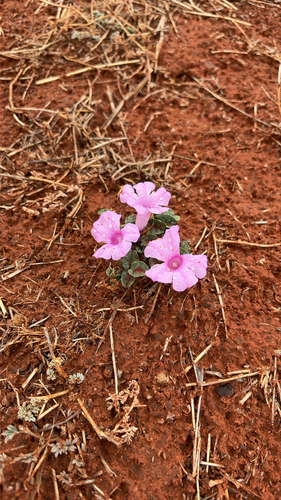 Ipomoea muelleri observed 2026-10-11