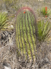 Ferocactus haematacanthus