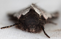 Sympistis ragani