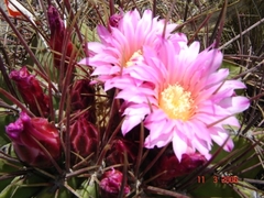 Ferocactus haematacanthus
