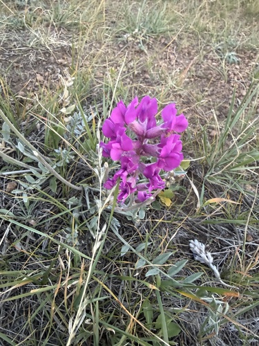 Lambert's Locoweed