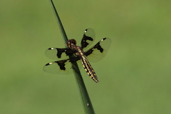 Palpopleura