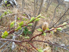 Salix fuscescens
