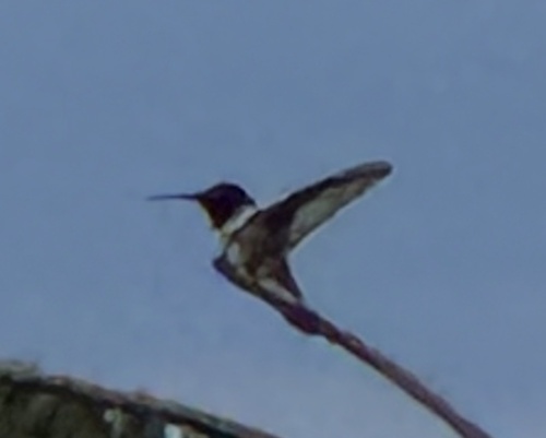 Black-chinned Hummingbird observed by roanshae