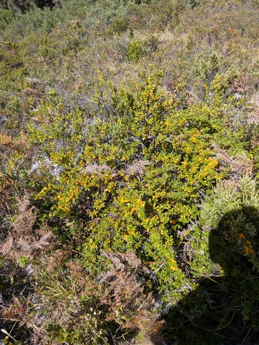 Coprosma montana observed 2026-09-29
