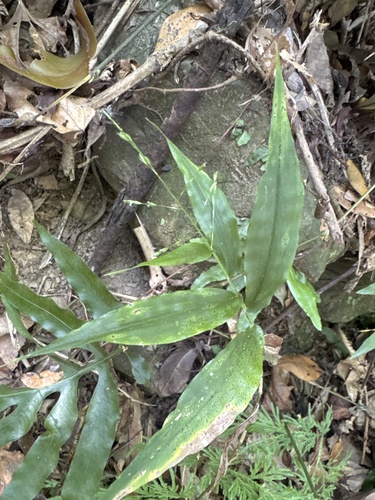 Ichnanthus pallens observed 2026-10-11
