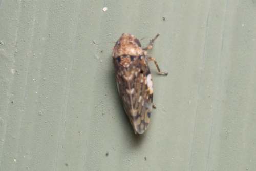 Xestocephalus, 2026-10-03