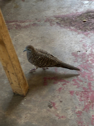Geopelia striata observed 2026-10-10
