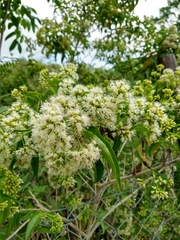 Koanophyllon albicaule