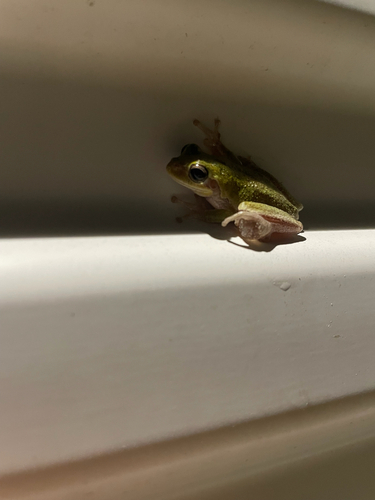 Squirrel Tree Frog