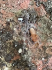 Dysderidae